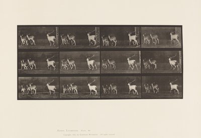 Plate 687. Dåhjort; Buck and Group of Does; Galopperende av Eadweard Muybridge