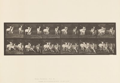 Plate 688. Dåhjort; Buck and Group of Does; Galopperende av Eadweard Muybridge