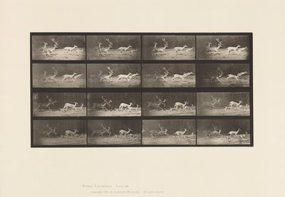 Plate 689. Dåhjort; A, B, Buck og Group of Does; Galopperende av Eadweard Muybridge