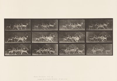 Plate 690. Dåhjort; Buck and Group of Does; Ulike bevegelser av Eadweard Muybridge