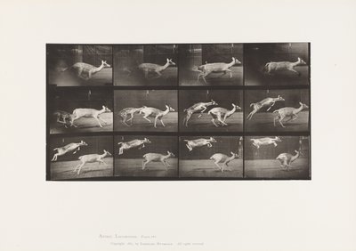 Plate 691. Dåhjort; Doe; Galopperende; og Kid; Hopping av Eadweard Muybridge