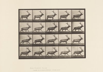 Plate 692. Elg, Trav av Eadweard Muybridge