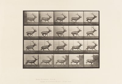 Plate 693. Elg, Galopperende av Eadweard Muybridge