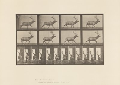 Plate 694. Elg, Galopperende av Eadweard Muybridge