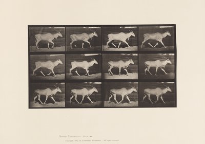 Plate 696. Eland, Trav av Eadweard Muybridge