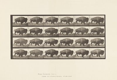 Tallerken 699. Buffalo; Går av Eadweard Muybridge