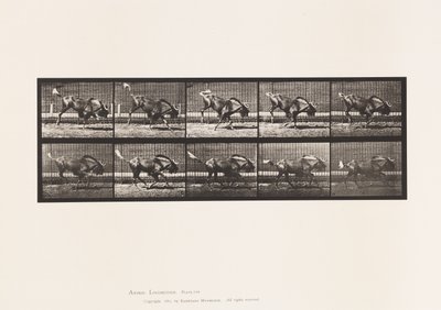 Plate 702. Gnu; Bukking og galopp av Eadweard Muybridge