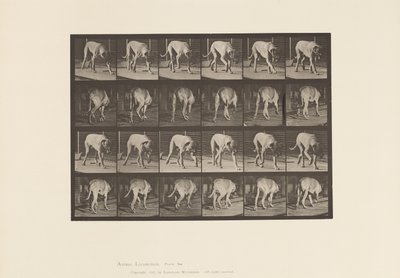 Plate 704. Hund; Turgåing; Mastiff av Eadweard Muybridge