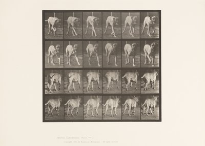 Plate 705. Hund; Trav; Mastiff av Eadweard Muybridge