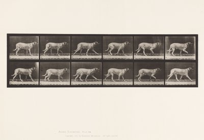 Plate 706. Hund; Trav; Mastiff av Eadweard Muybridge