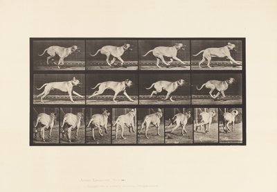 Plate 707. Hund; Galopperende; Mastiff av Eadweard Muybridge