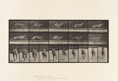 Plate 708. Hund; Galopperende; Brun racerhund av Eadweard Muybridge