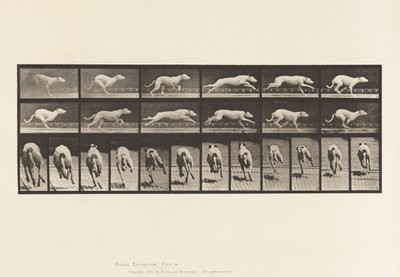 Tallerken 710. Hund; Galopperende; White Racing Hound Maggie av Eadweard Muybridge