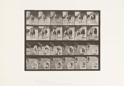 Tallerken 711. Hunder; To Racing; A, B; Racing Hounds, Ike og Maggie av Eadweard Muybridge