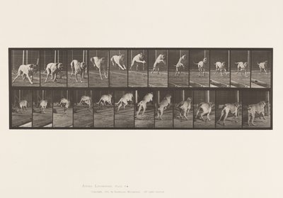 Plate 712. Hund; Hoppehekk; Mastiff, Dread av Eadweard Muybridge