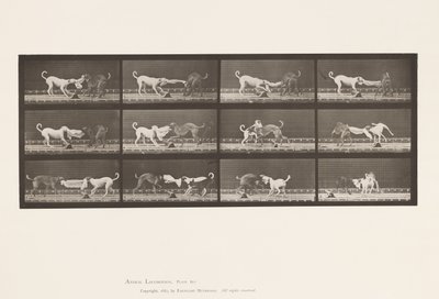 Tallerken 715. Hunder; Tre, dra i et håndkle, Ike, Maggie, etc. av Eadweard Muybridge