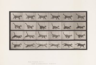 Plate 716. Katt; Gå, bytt til galopp av Eadweard Muybridge
