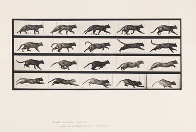 Plate 717. Katt; Trav; Bytt til Galoppering av Eadweard Muybridge