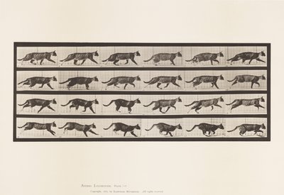 Plate 718. Katt; Trav; Bytt til Galoppering av Eadweard Muybridge