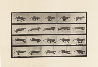 Plate 719. Katt; Galopperende av Eadweard Muybridge