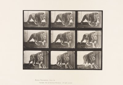 Tallerken 721. Løve; Går av Eadweard Muybridge