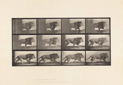 Tallerken 722. Løve; Går av Eadweard Muybridge