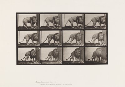 Tallerken 723. Løve; Går, snur seg av Eadweard Muybridge