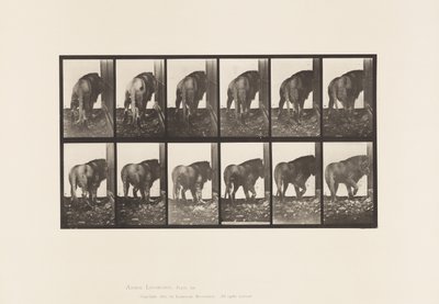 Tallerken 724. Løve; Går, snur seg av Eadweard Muybridge