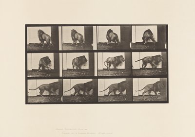 Tallerken 725. Løve; Går, snur seg av Eadweard Muybridge
