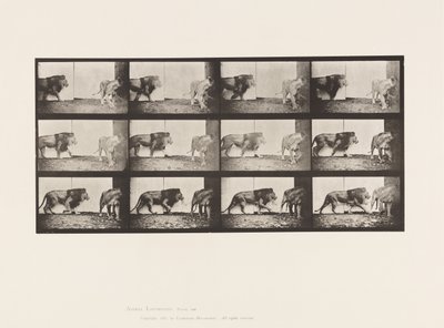 Tallerken 726. Løve og løvinne; Går av Eadweard Muybridge