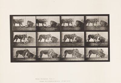 Tallerken 727. Løvinne; Turgåing; Løve; Liggende ned av Eadweard Muybridge