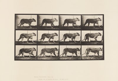 Tallerken 728. Løvinne; Turgåing; Løve; Liggende ned av Eadweard Muybridge