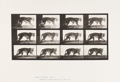 Plate 729. Tigress; Går av Eadweard Muybridge