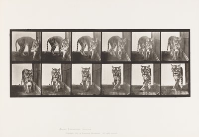 Plate 730. Tigress; Turgåing; Snu rundt av Eadweard Muybridge