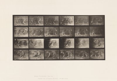 Plate 731. Jaquar; A, gå; B, snu av Eadweard Muybridge