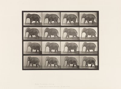 Plate 732. Elefant; Går av Eadweard Muybridge