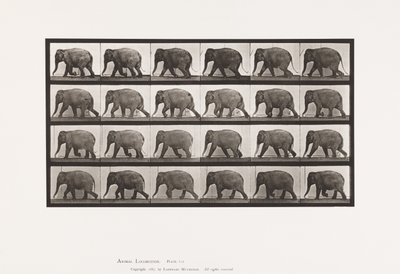 Plate 733. Elefant; Går av Eadweard Muybridge