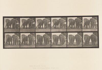 Plate 734. Elefanter; To, gåing av Eadweard Muybridge
