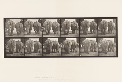Plate 735. Elefanter; To, gåing av Eadweard Muybridge