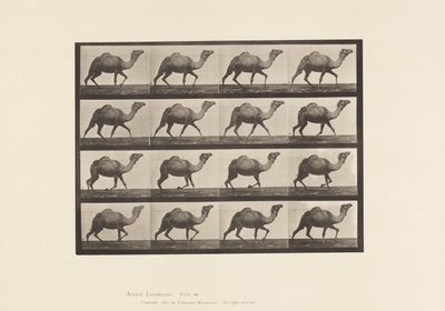Plate 736. Egyptisk kamel; Reoler av Eadweard Muybridge