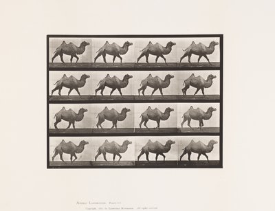 Plate 737. Bactrian Camel; Går av Eadweard Muybridge