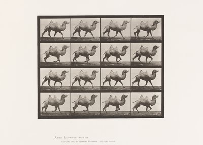 Plate 738. Bactrian Camel; Reoler av Eadweard Muybridge