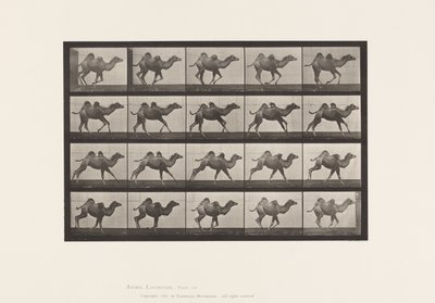 Plate 740. Bactrian Camel; (Ung), Galopperende av Eadweard Muybridge