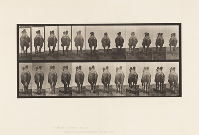 Plate 741. Bactrian Camel; A, gåing; B, reoler av Eadweard Muybridge