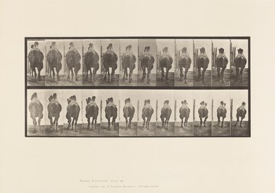 Plate 742. Bactrian Camel; A, reoler; B, Galopperende av Eadweard Muybridge