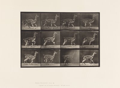 Tallerken 743. Guanaco; Galopperende av Eadweard Muybridge
