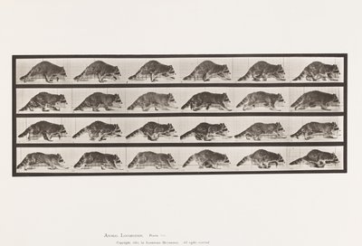 Tallerken 744. Vaskebjørn; Turgåing; Bytt til Galoppering av Eadweard Muybridge