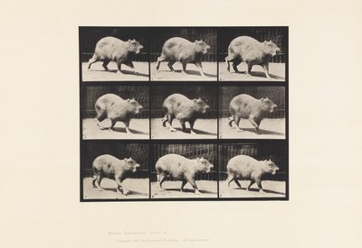 Plate 746. Capybara; Går av Eadweard Muybridge