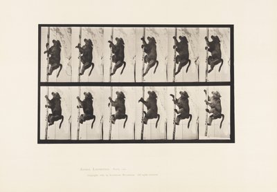 Tallerken 749. Bavian; Klatring på en stang av Eadweard Muybridge