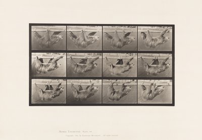Tallerken 750. Dovendyr; Gående, opphengt på en horisontal stang av Eadweard Muybridge